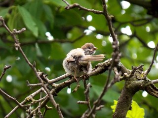 a sparrow on a branch cleans its feathers