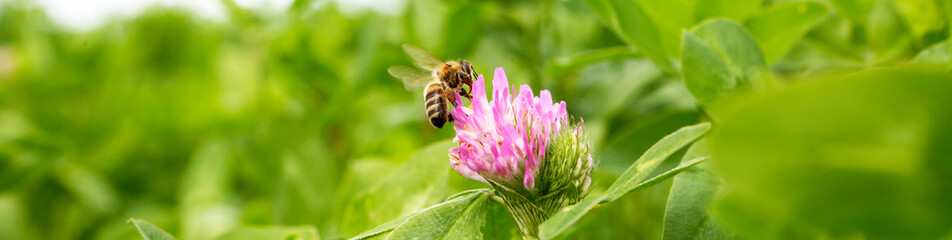 Green field of blooming clover. Bees fly around the flowers.