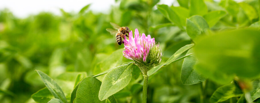 Green field of blooming clover. Bees fly around the flowers.