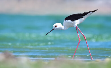 Black-winged stilt