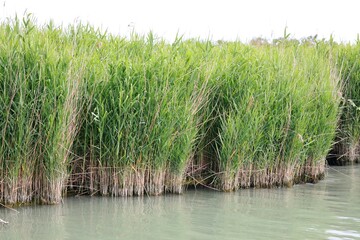 bamboo canes in the reed bed by the big river