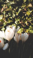small white crocus in the garden 