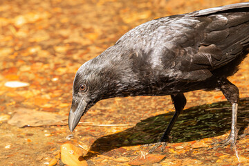 Searching Crow