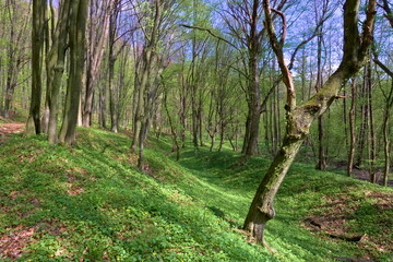 A shallow ravine in a beech wood with green undergrowth