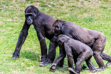 Naklejka premium Lowland gorillas spend their day in the meadow