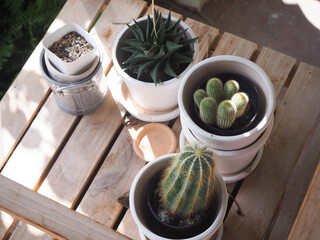 Cactus with coffee shop background