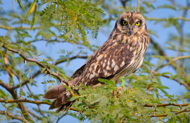 Short-eared owl