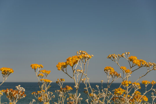 coastal yellow flowers in front of an ocean view with sunshine 