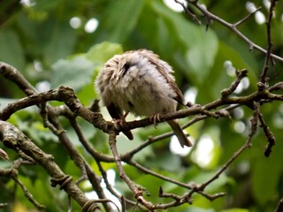 a sparrow on a branch cleans its feathers