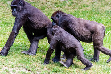 Lowland gorillas spend their day in the meadow
