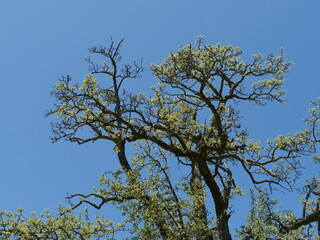 knorriger Baum mit Blättern im gleissendem Sonnenlicht