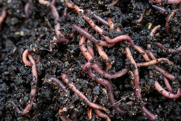 Close up of earthworms in a vermicomposting bin