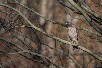 Immature Hawk