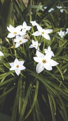 small white flowers in the garden 