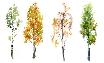 .birch itree n different seasons. watercolour illustration realistic of birch tree isolated on white