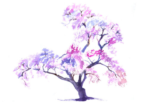 Watercolour sakura blossom pink tree isolated on white