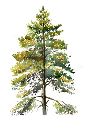  Conifer tree illustration realistic watercolour on white isolated,Spruce realistic isolated
