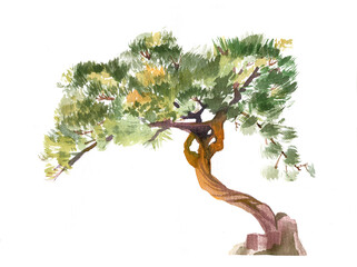 Pine tree illustration realistic watercolour on white isolated