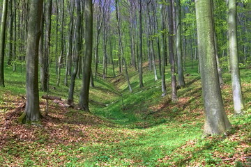A ravine in a beech forest
