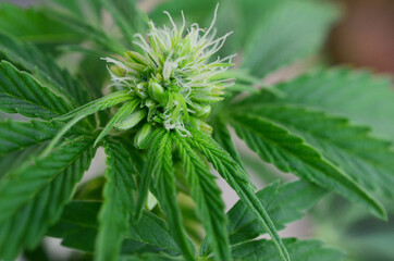 Rare plant, educational photography of hermaphrodite cannabis plant. medical marijuana plant, male cannabis and female cannabis plant. 