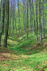 A ravine in a spring beech forest
