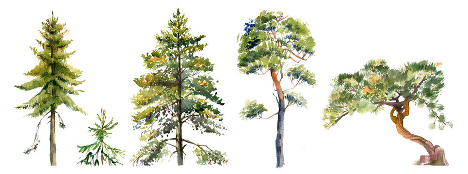 Pine tree illustration realistic watercolour on white isolated..pines, spruces and other conifers