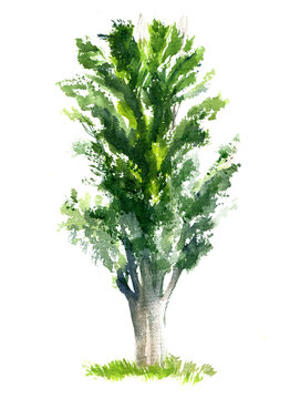 Poplar tree green realistic illustration watercolour on white