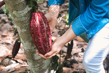 Faceless farmer picking cocoa pods in her organic garden.