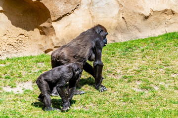 Lowland gorillas spend their day in the meadow