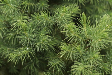 water drops on a coniferous tree