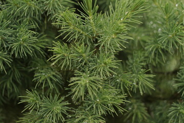water drops on a coniferous tree