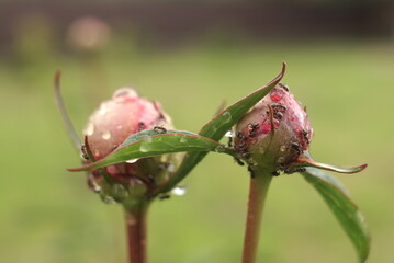 Black Tiny Ants On Peony Bud  