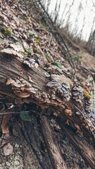 mushrooms on an old tree trunk