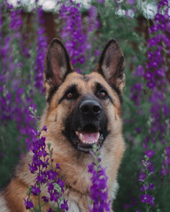 German Shepherd sits against a background of pink wildflowers