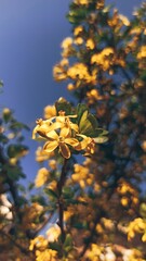 yellow flowers of the blue sky