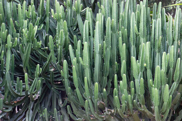 aloe vera plant
