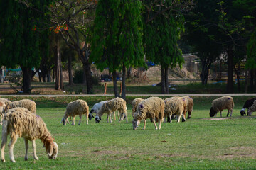 Fototapeta premium sheep eating grass.