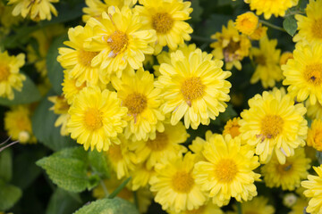chrysanthemum flowers in the garden