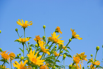 Tree Marigold (Maxican Sunflower) with blue sky background