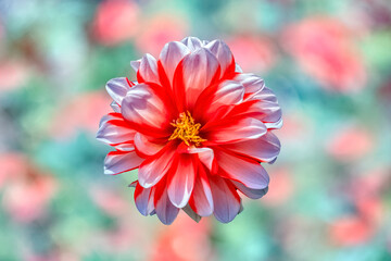 Red white dahlia against textured background