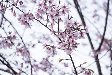 Wild Himalayan Cherry (Prunus cerasoides) in ChiangMai, Thailand