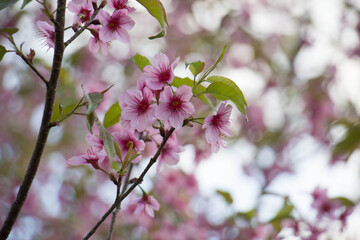 Wild Himalayan Cherry (Prunus cerasoides) in ChiangMai, Thailand
