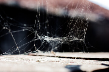 spider on web