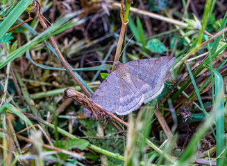 butterfly on the grass