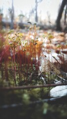 moss in the autumn forest