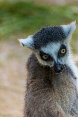 Katta spends his day in his territory