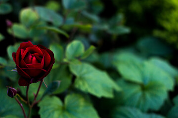 red rose in garden