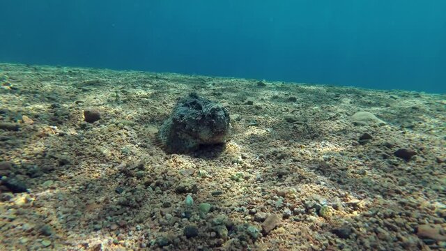 Portrait of Reef Stonefish (Synanceia verrucosa) lies on a pebble bottom on blue water background. Red Sea, Egypt