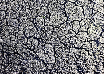 Dry cracked soil in the spring. Texture under the bright sun. Gray earth