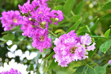 Crape myrtle flowers